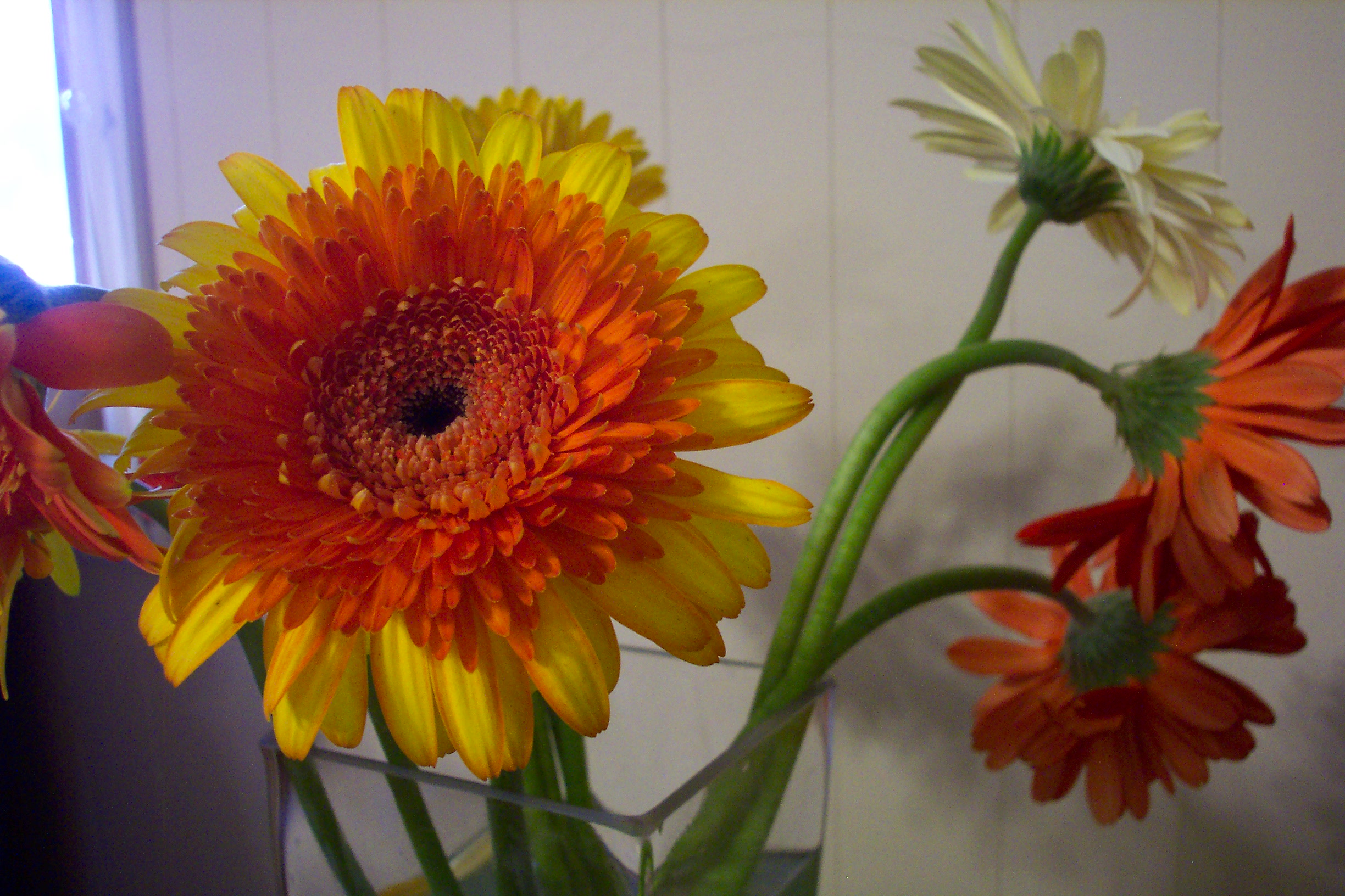 Gerbera Daisy Macro Detail – Two-Toned Orange and Yellow Bloom with Companions artist reference photo