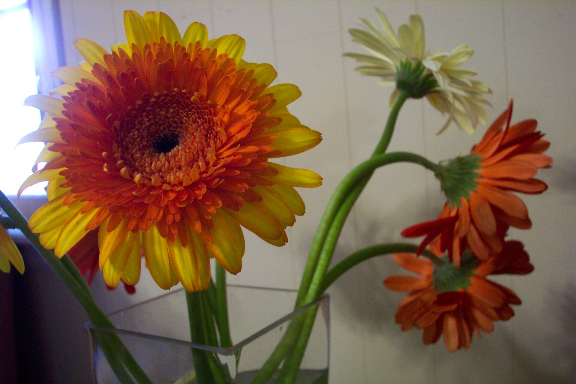 gerbera-daisy-side-view-bi-colored-bloom-with-glass-vase-reflection