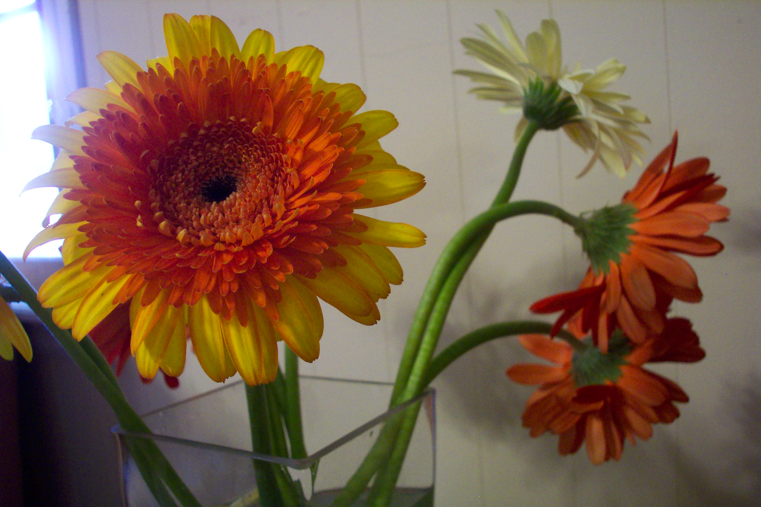 Gerbera Daisy Side View – Bi-colored Bloom with Glass Vase Reflection artist reference photo