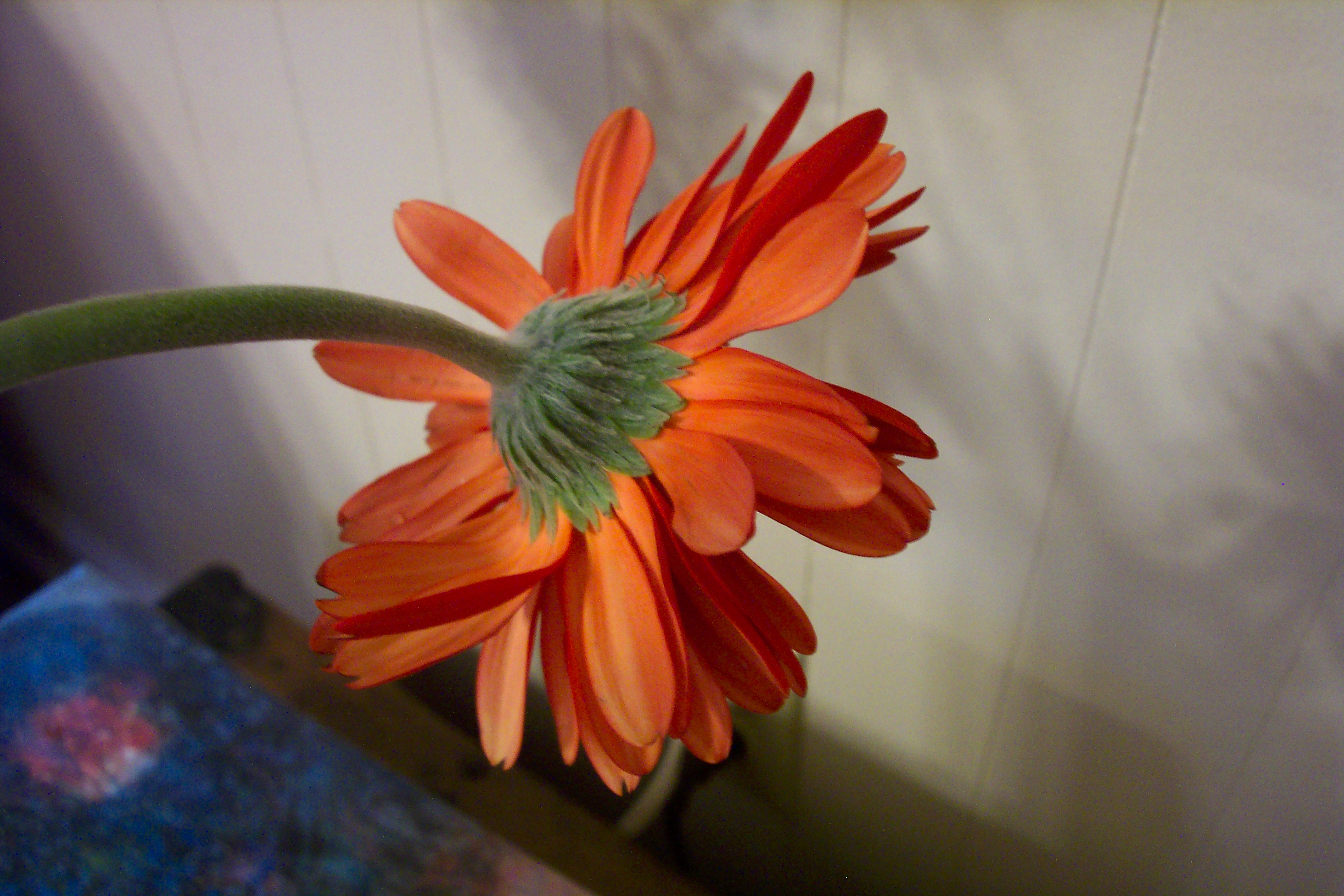 Gerbera Daisy Underside View – Coral Orange Petals with Green Center artist reference photo