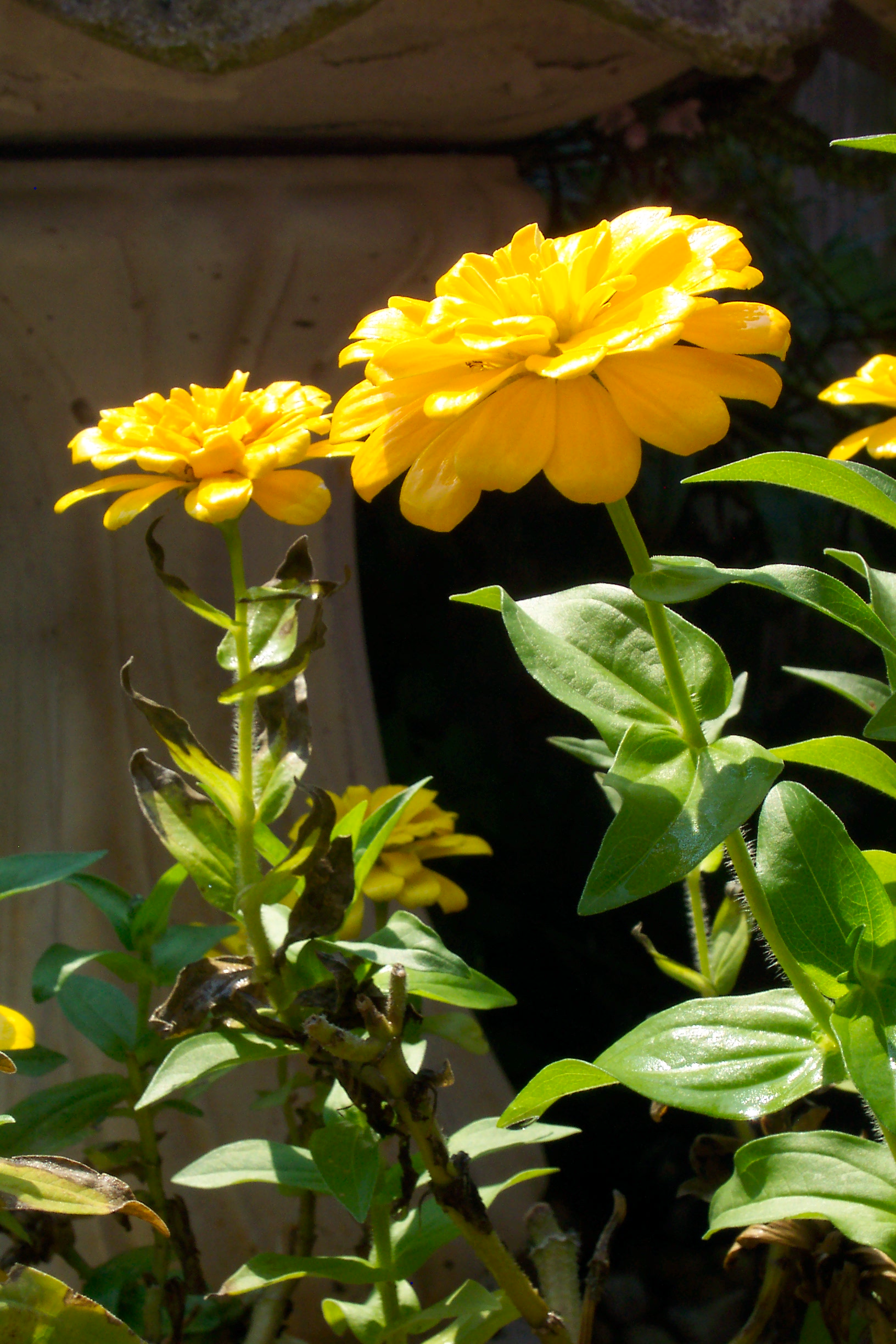 golden-zinnias-in-sunlight-bright-yellow-garden-blooms