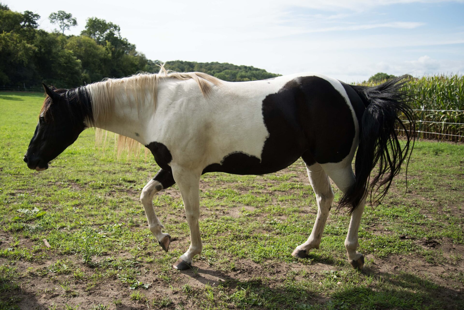 graceful-black-and-white-horse-walking-in-a-sunny-pasture