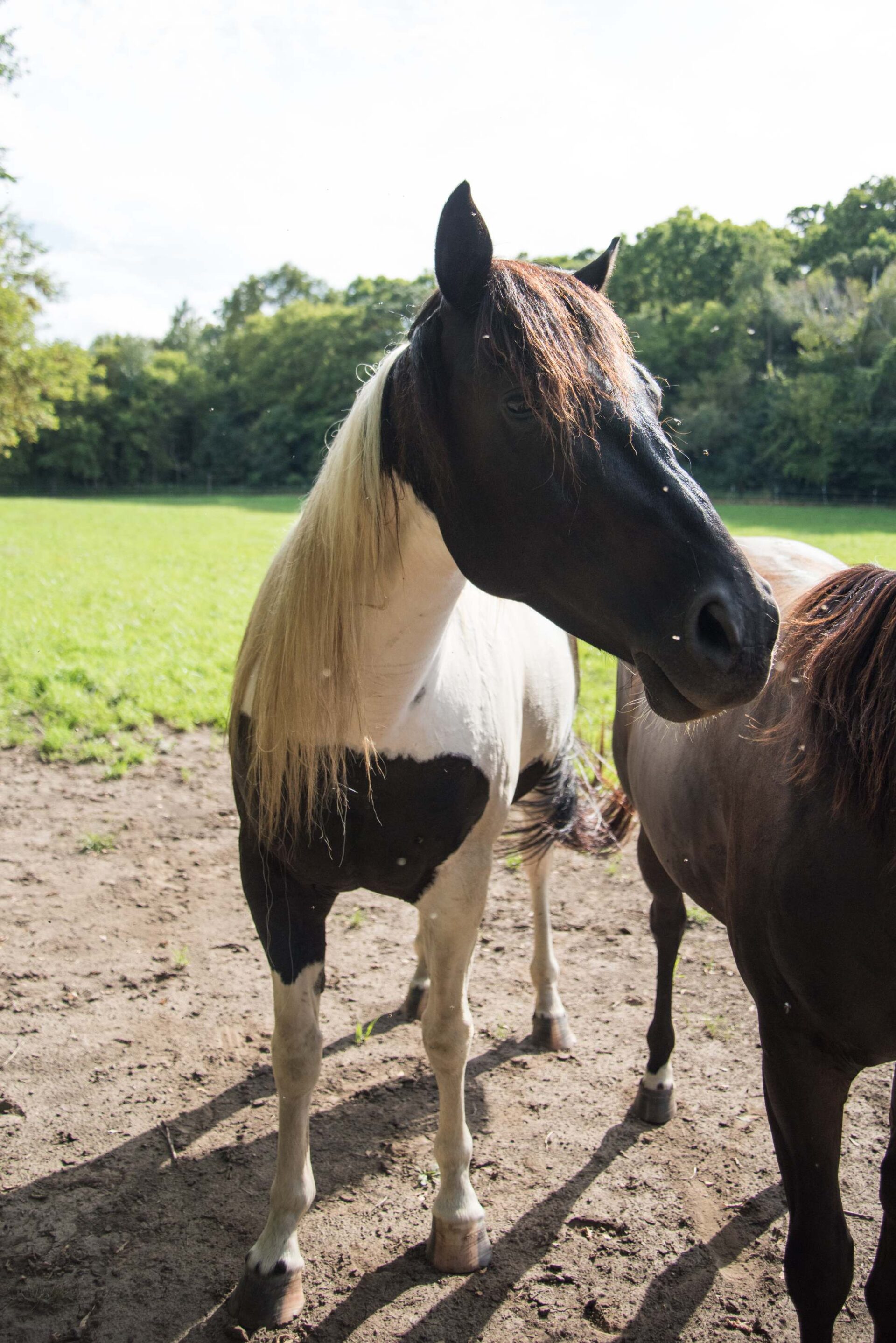 majestic-black-and-white-horse-with-flowing-mane-in-a-sunlit-pasture