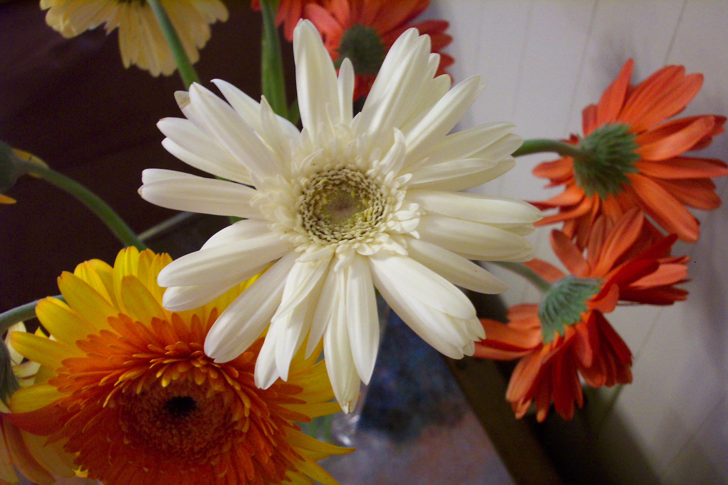 Mixed Gerbera Daisy Close-up – White, Yellow and Orange Blooms in Harmonious Arrangement artist reference photo