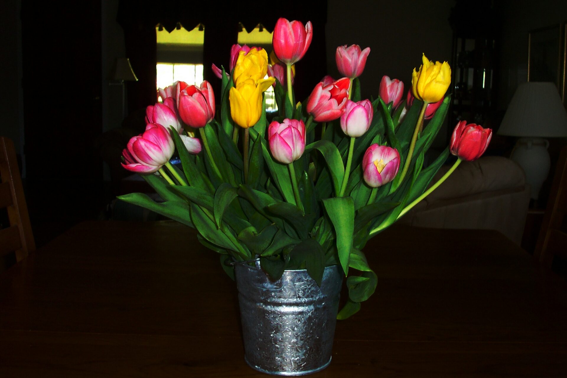 mixed-pink-and-yellow-tulips-in-silver-bucket-indoor-spring-display