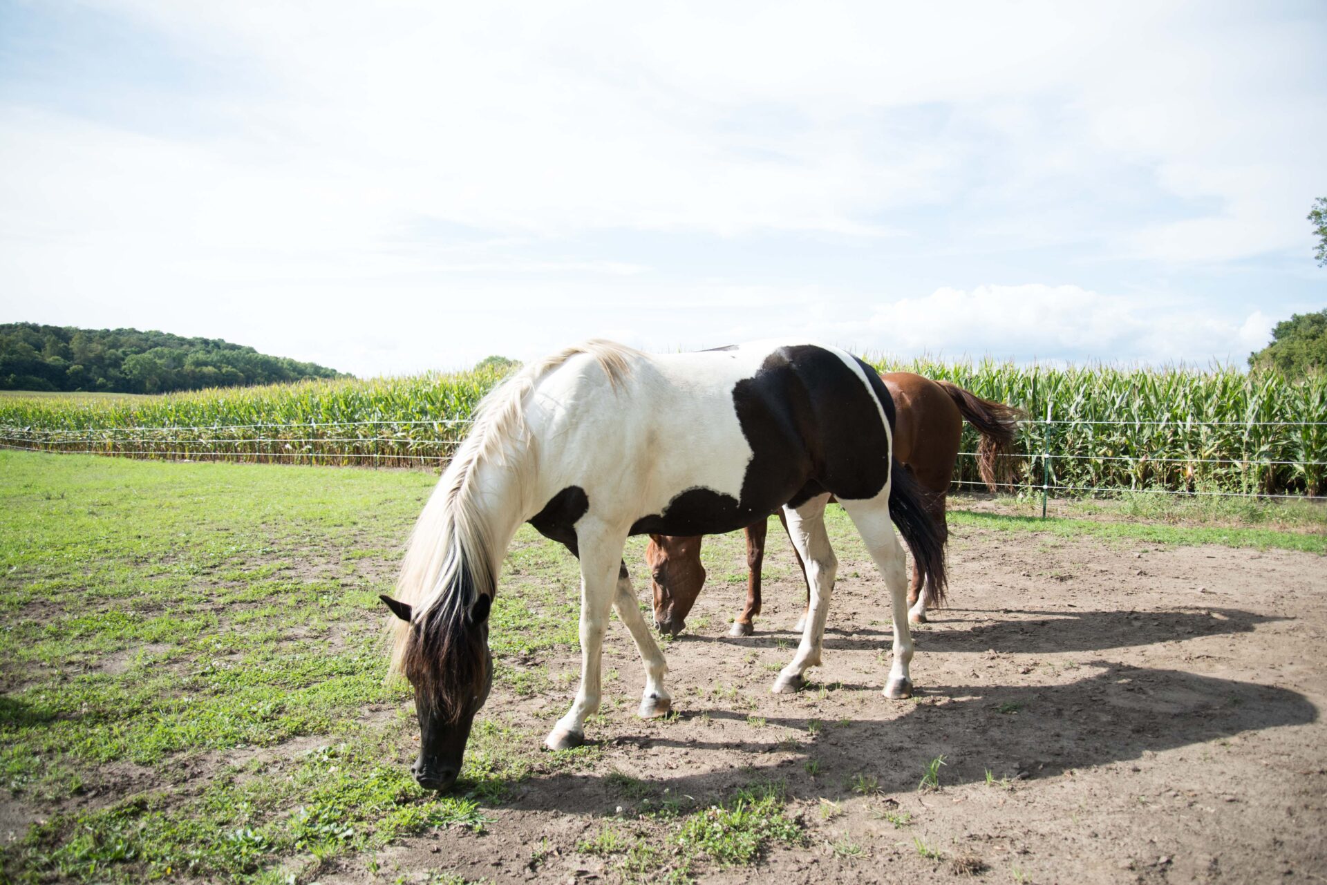 paint-horse-grazing-in-a-green-field-with-cornfield-backdrop