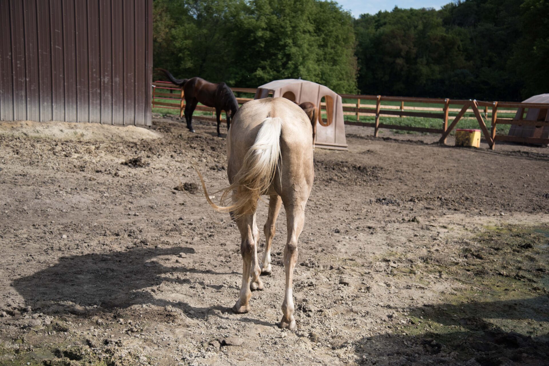 palomino-horse-in-a-sunny-farmyard-with-natural-surroundings