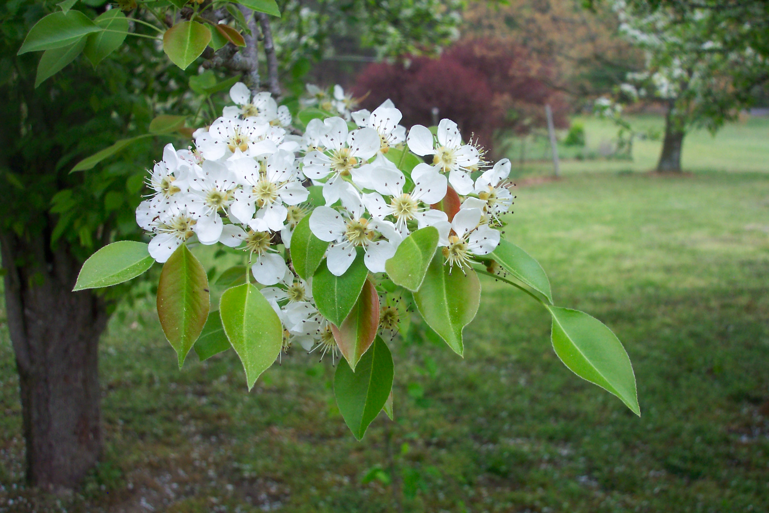 Pear Blossom artist reference photo