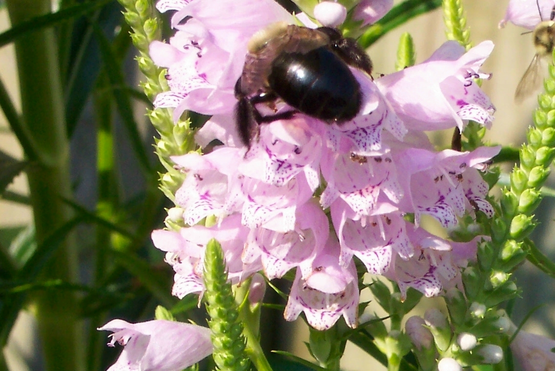 physostegia-bloom-with-carpenter-bee-purple-speckled-flowers-close-up