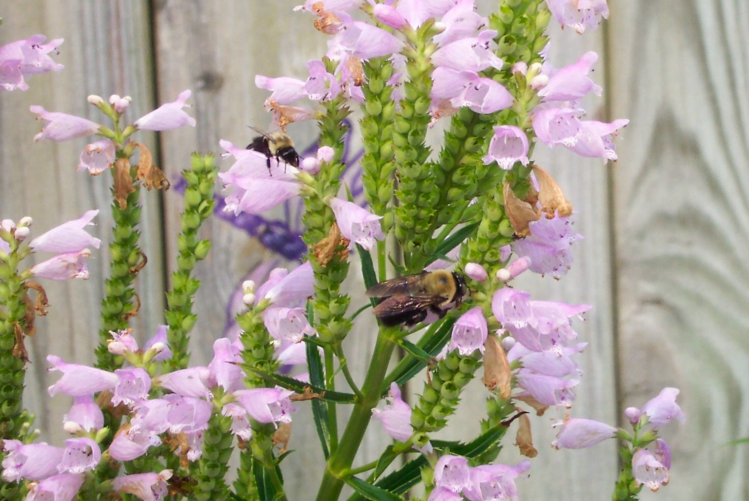 physostegia-with-multiple-carpenter-bees-pink-blooms-against-fence