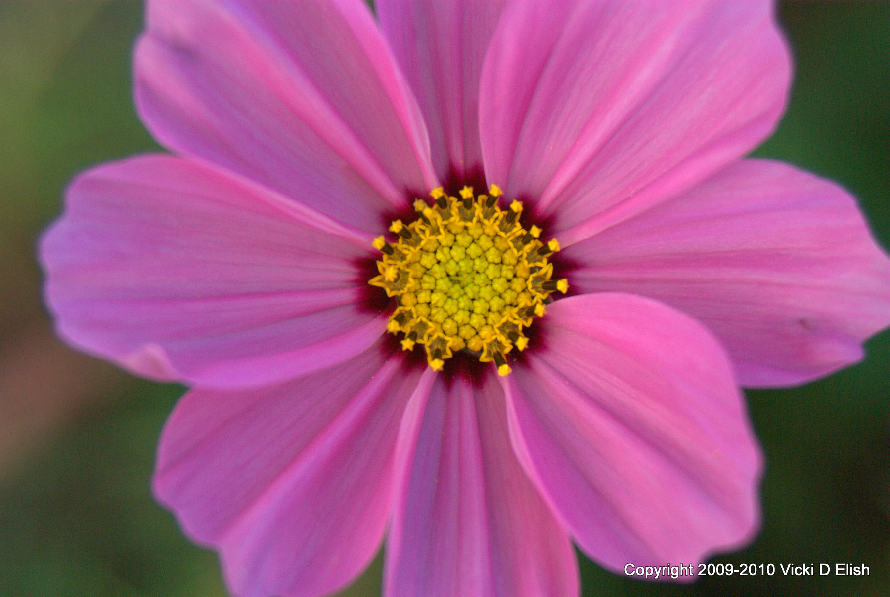 pink-cosmos-flower-close-up-symmetrical-petal-detail-with-golden-center-botanical-macro-photography