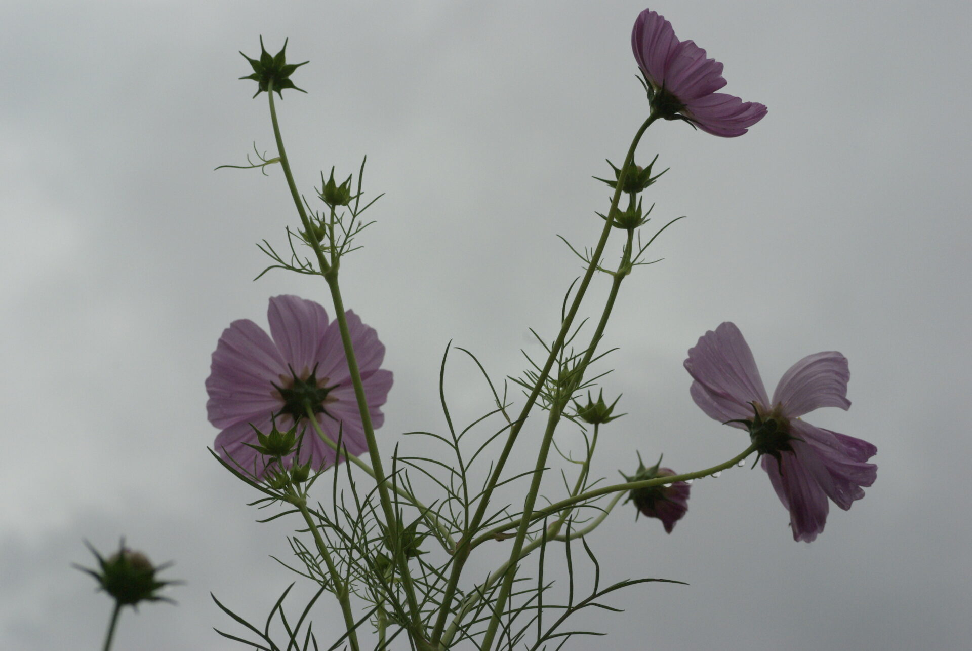 pink-cosmos-flowers-against-grey-sky-cosmos-bipinnatus-garden-photography