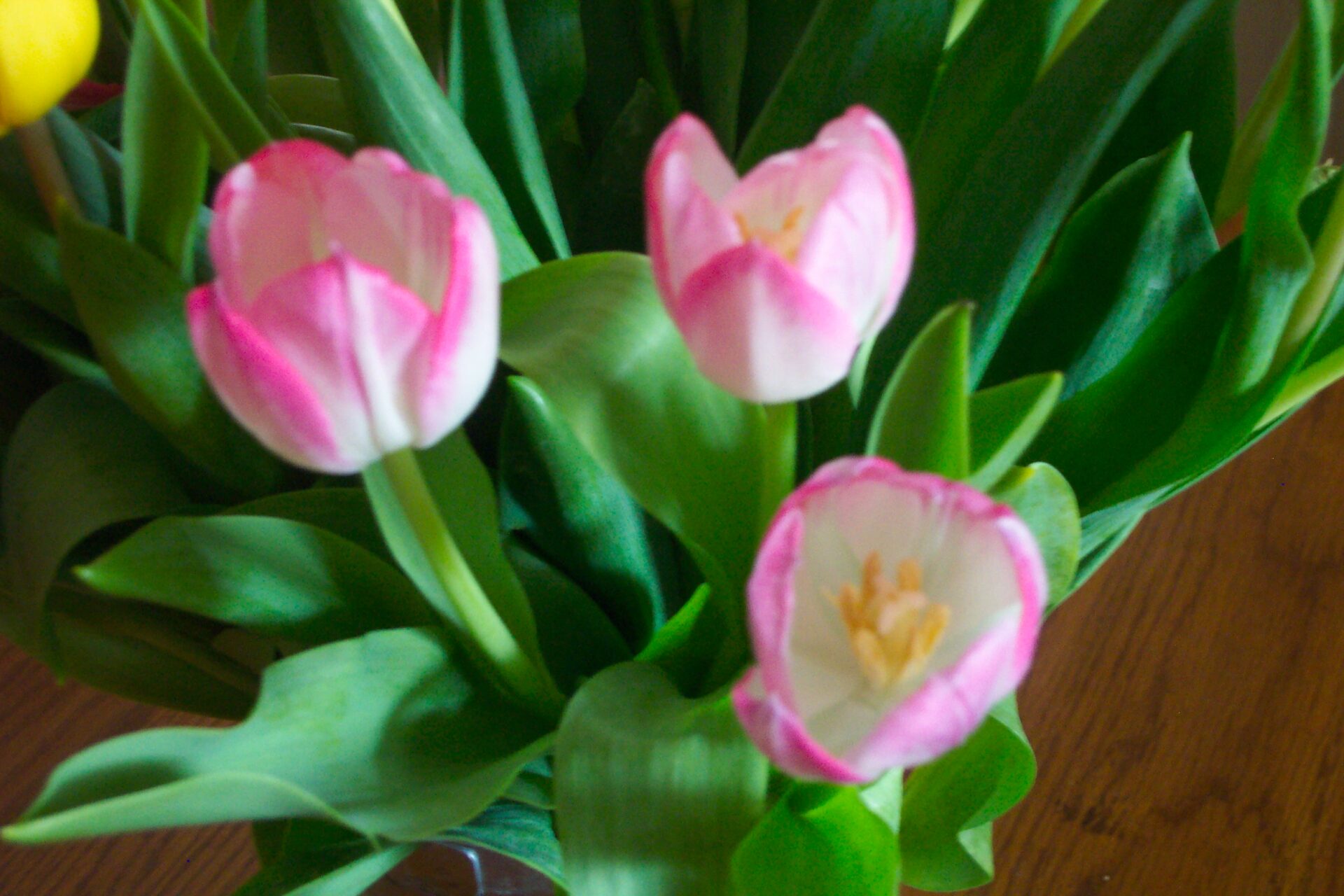 pink-edged-white-tulips-indoor-spring-bouquet