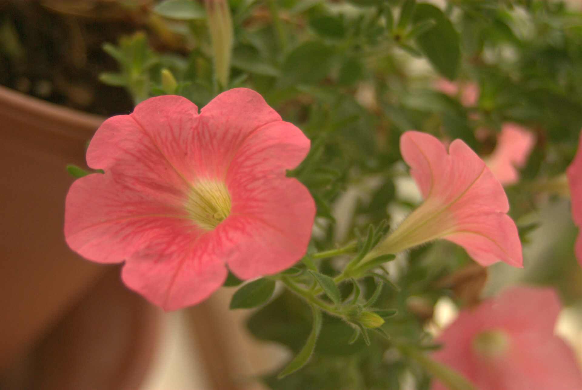 pink-petunia-blooms-with-foliage-garden-flower-photography-with-multiple-blossoms-natural-light-close-up