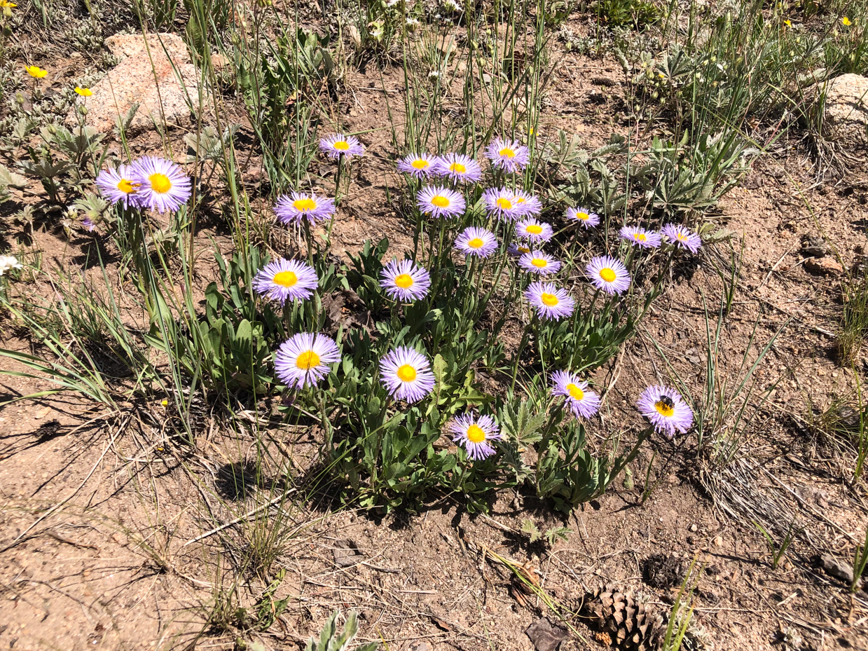 purple-wildflowers-blooming-in-rocky-mountain-terrain