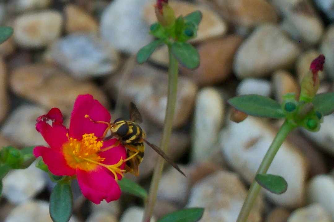 purslane-bloom-with-pollinating-wasp-pink-flower-on-river-rocks