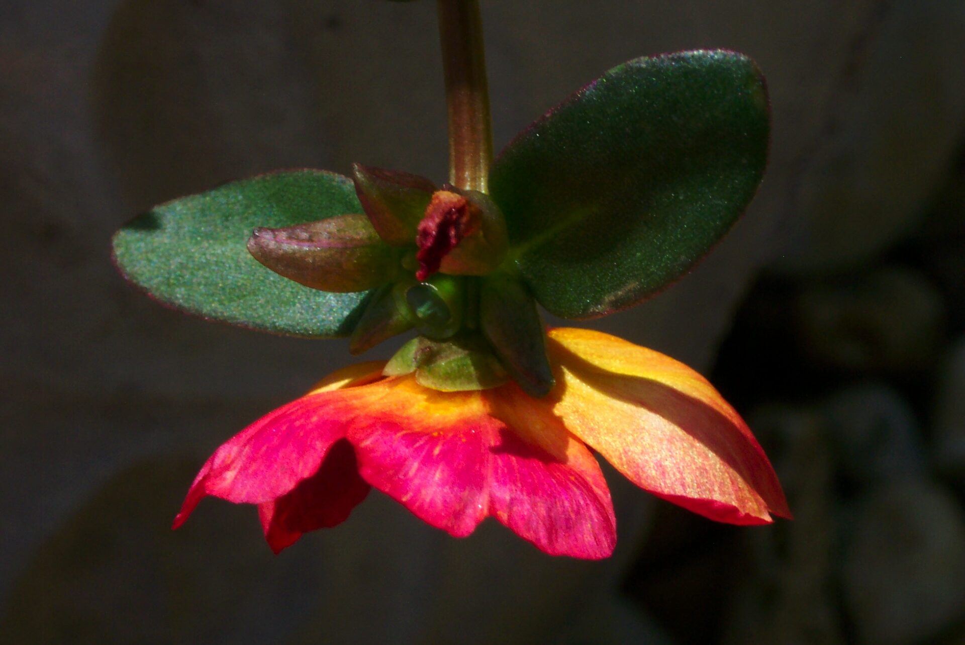 purslane-flower-backlit-detail-red-orange-petals-with-succulent-leaves