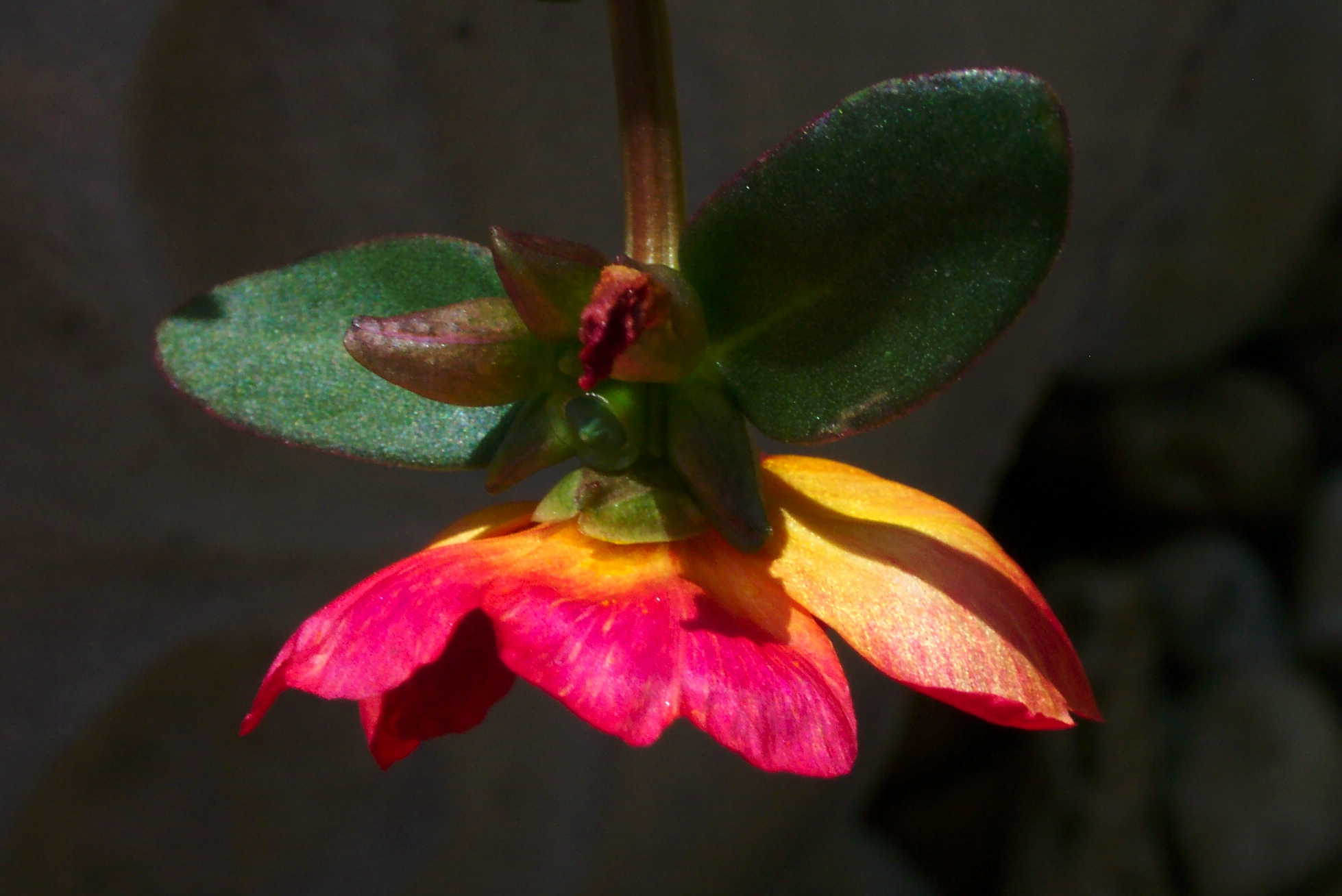 Purslane Flower Backlit Detail – Red-Orange Petals with Succulent Leaves artist reference photo