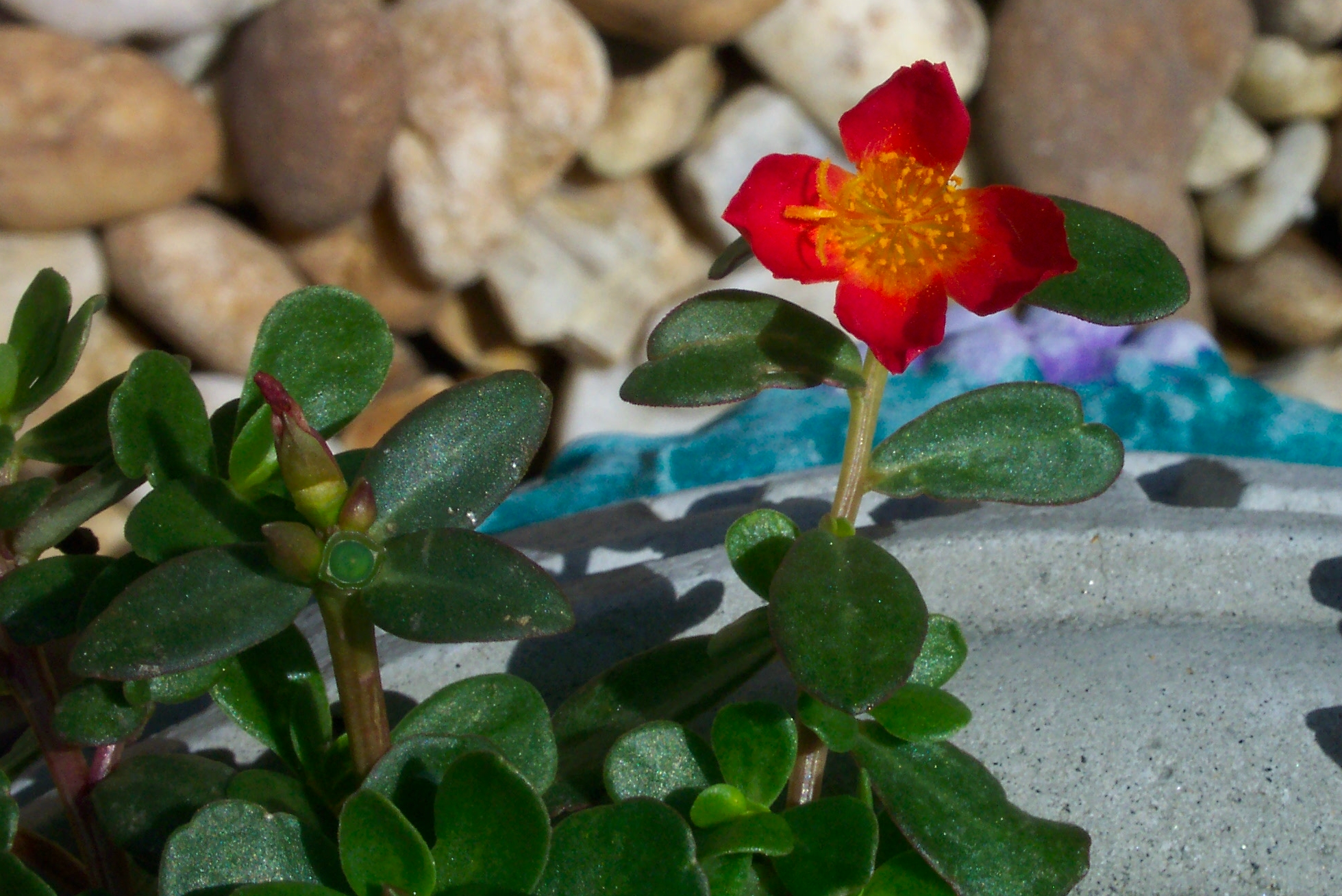 Purslane Flower Close-up – Vibrant Red with Golden Center artist reference photo