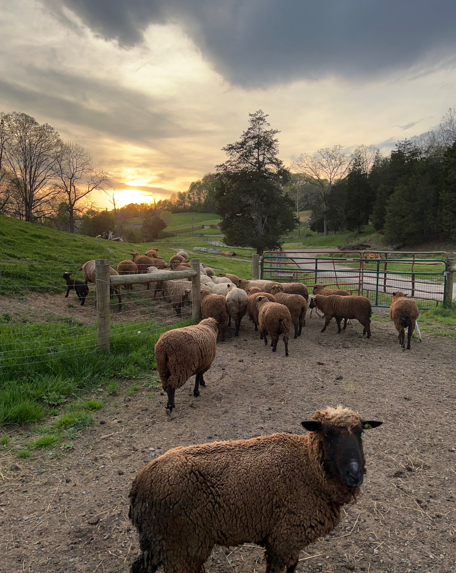 sheep-grazing-at-sunset-on-a-scenic-farm