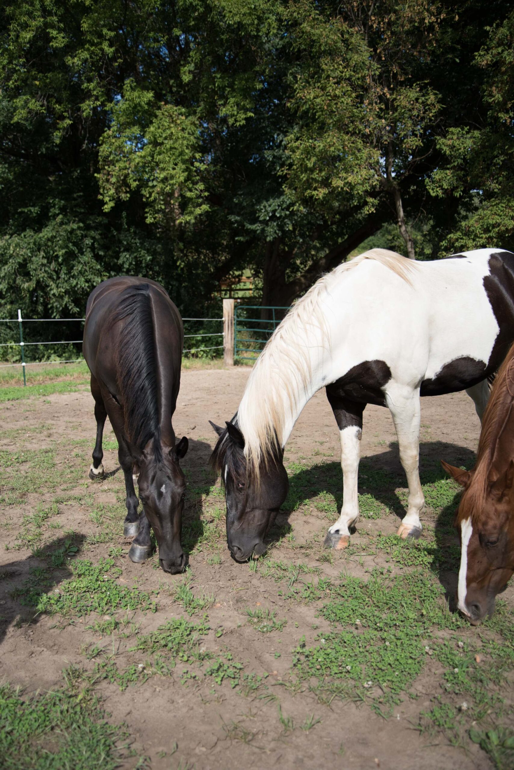 Three Horses Grazing Together in a Paddock A Black Horse, a Black-and-White Paint Horse with a Blonde Mane, and a Chestnut Horse with a White Blaze, Set Against a Backdrop of Green Trees and Fencing artist reference photo