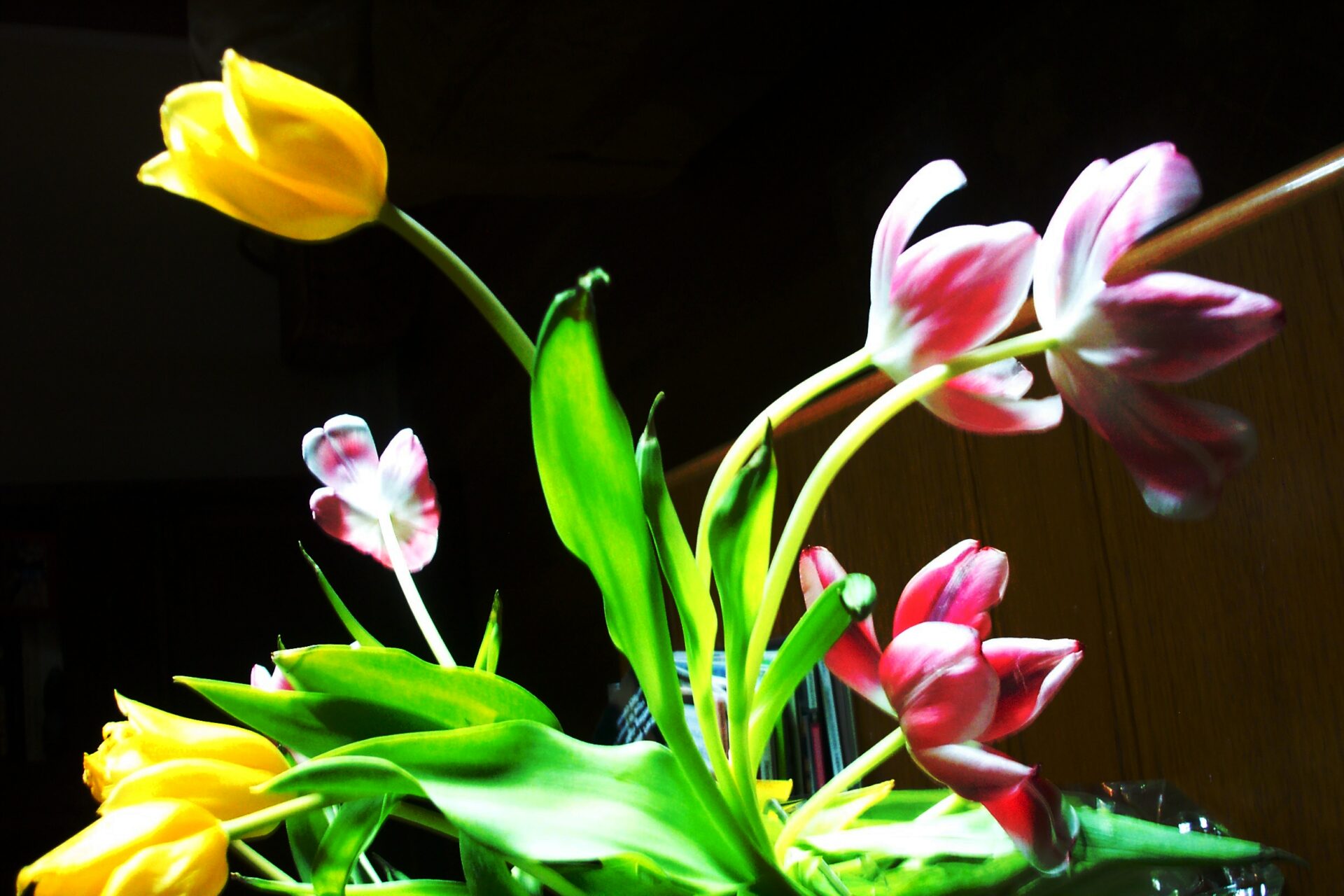 tulips-in-dramatic-light-yellow-and-pink-blooms-against-dark