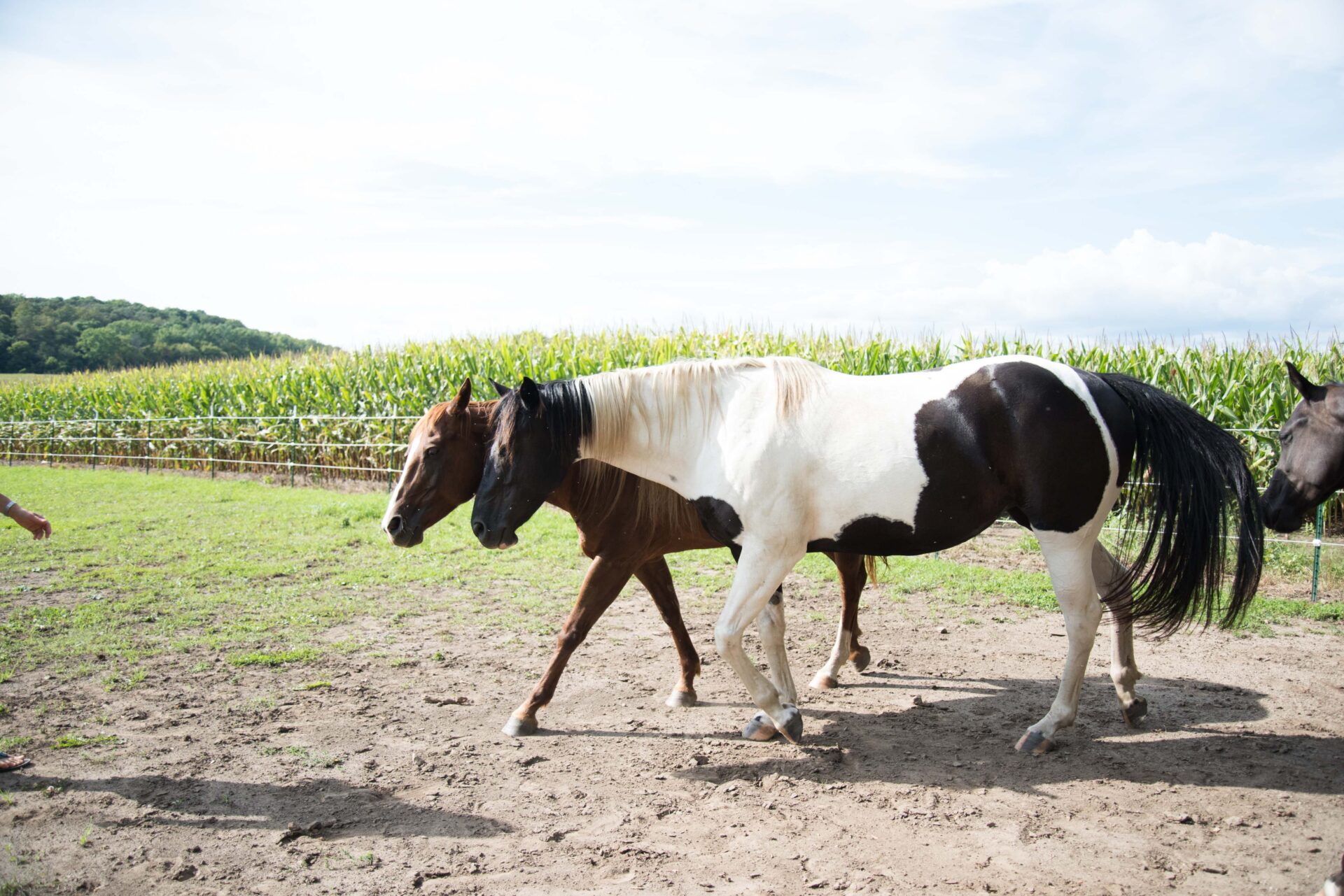 two-horses-walking-together-in-a-sunlit-pasture-by-a-cornfield