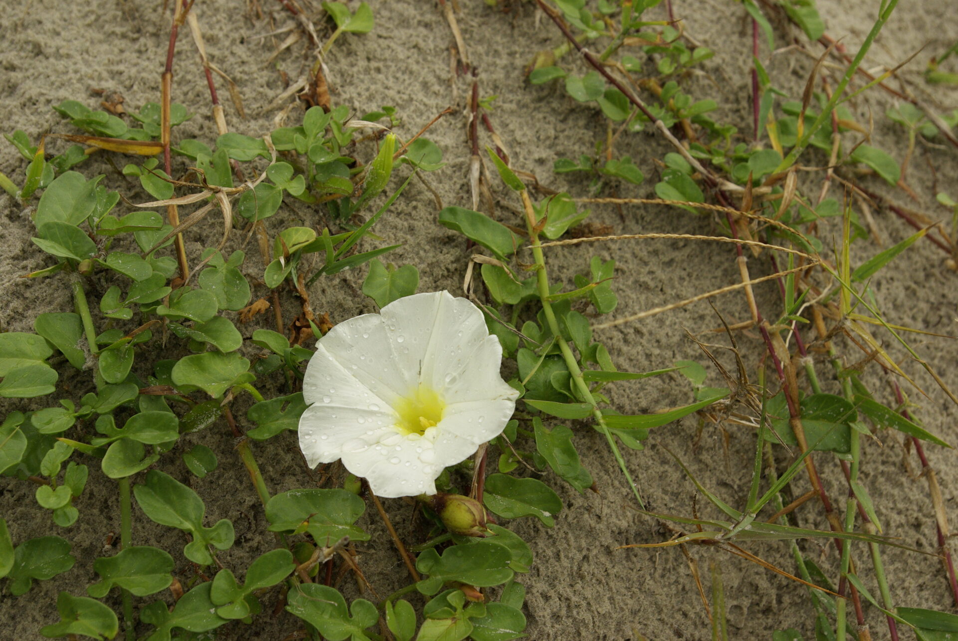 white-morning-glory-flower-with-water-drops-on-beach-sand-wild-beach-morning-glory-ipomoea-imperati