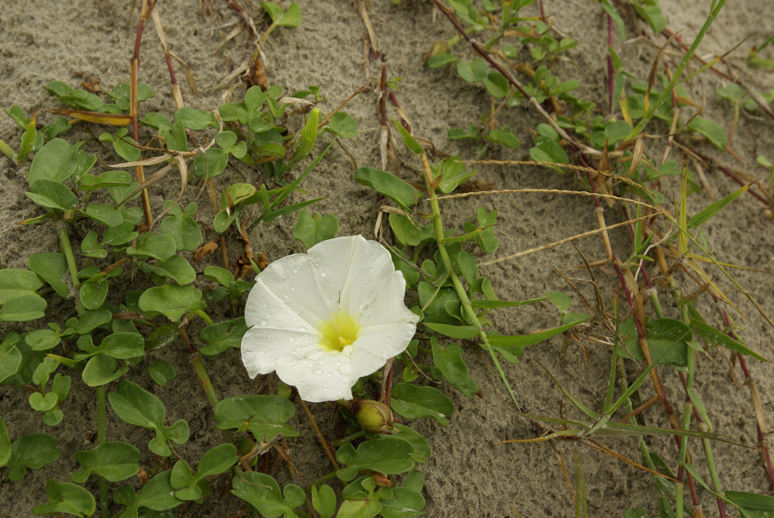 White Morning Glory Flower With Water Drops on Beach Sand – Wild Beach Morning Glory (Ipomoea imperati) artist reference photo