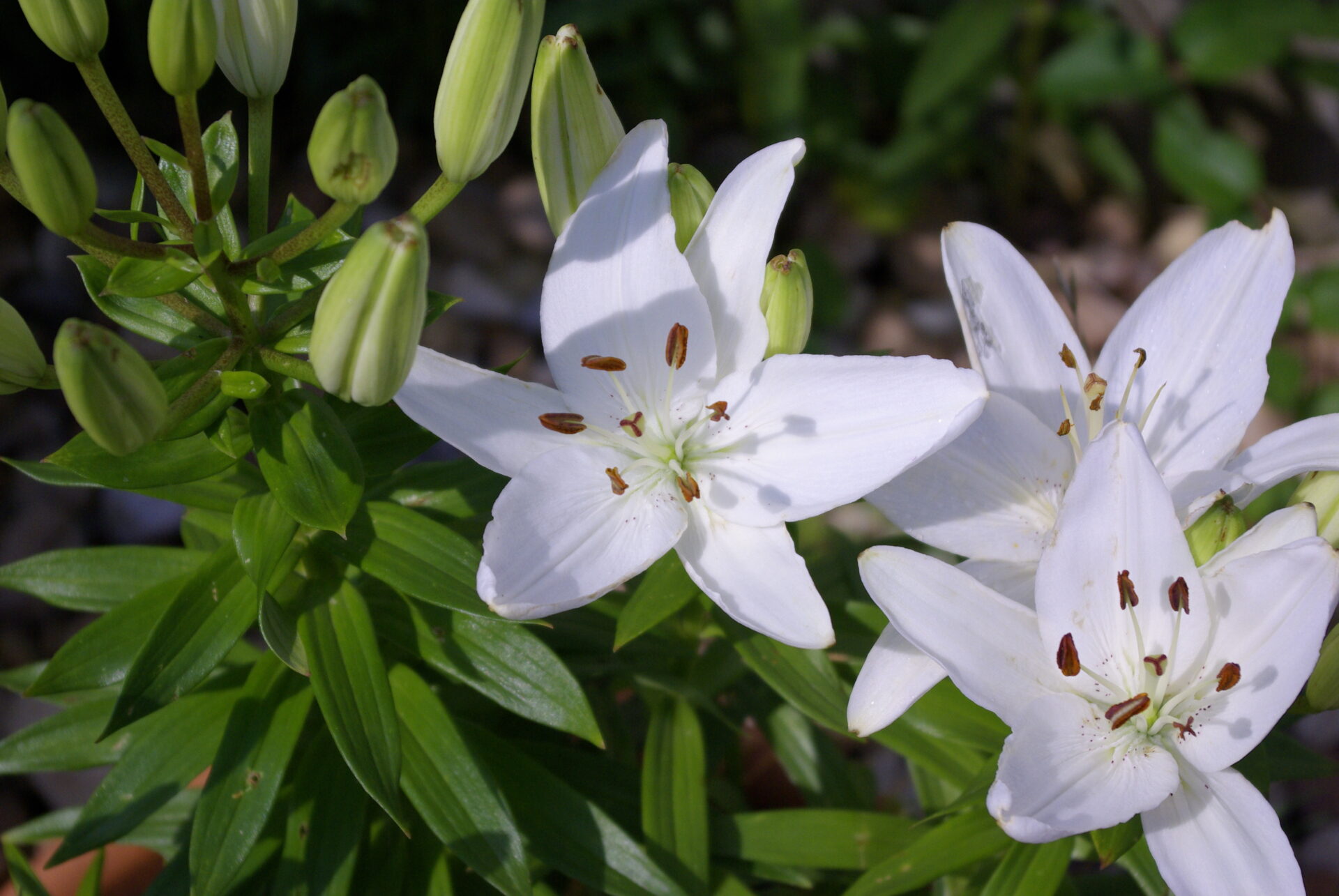 white-lilies-in-bloom-with-green-foliage-background