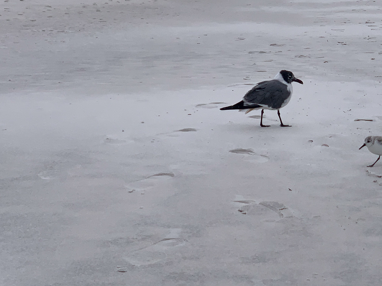 close-up-of-seagulls-walking-on-wet-sandy-beach-tranquil-coastal-wildlife-moment