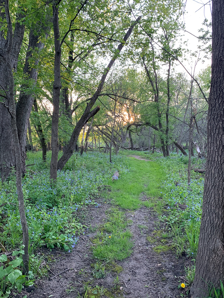 forest-trail-with-blooming-wildflowers-and-evening-sunlight-peaceful-woodland-scene