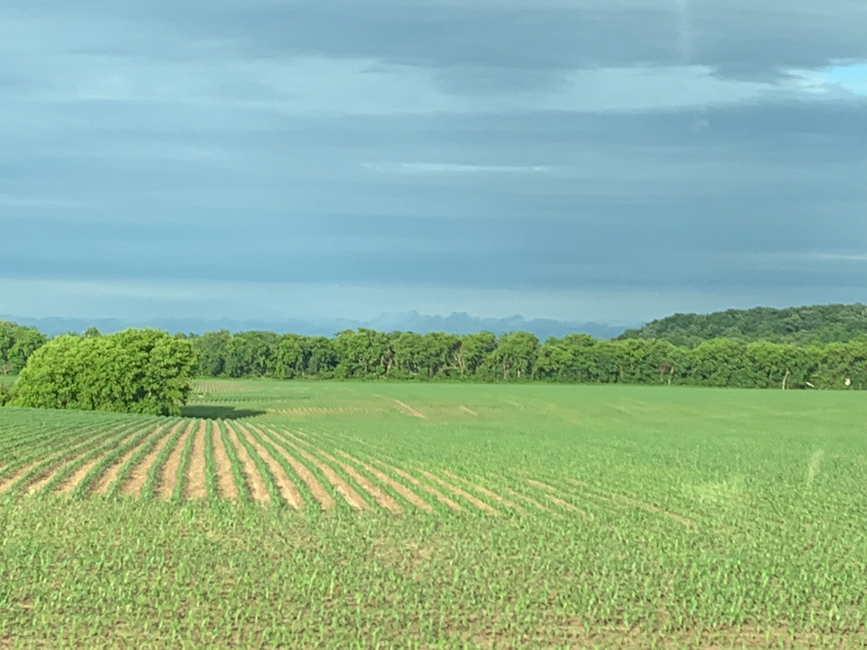 green-farmland-with-young-crops-and-tree-lined-horizon-under-a-moody-sky-rural-landscape