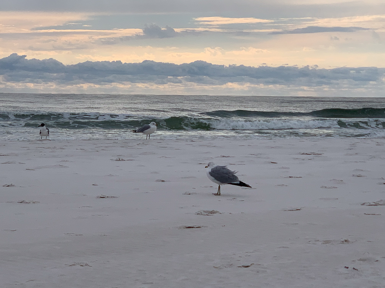 seagulls-on-sandy-beach-with-gentle-waves-and-cloudy-horizon-coastal-wildlife-scene