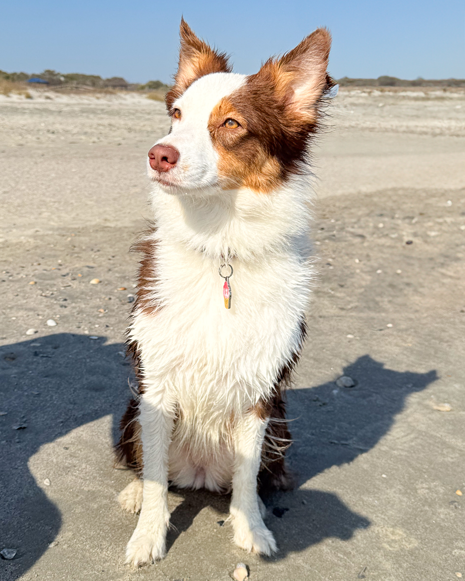 alert-border-collie-sitting-on-sandy-beach-with-sunlight-highlighting-golden-eyes-and-ice-cream-cone-dog-tag