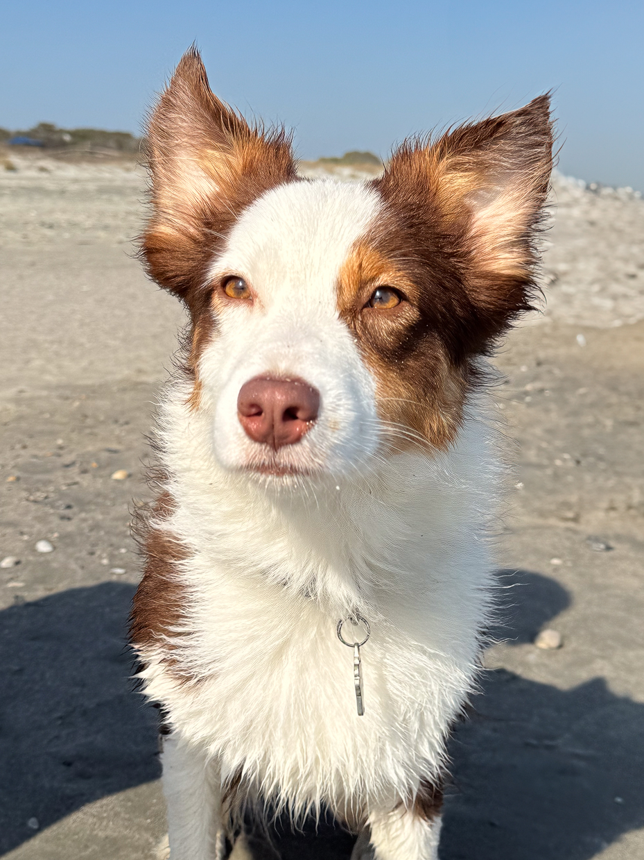 close-up-of-wet-border-collie-on-sunny-beach-with-golden-ears-and-focused-gaze