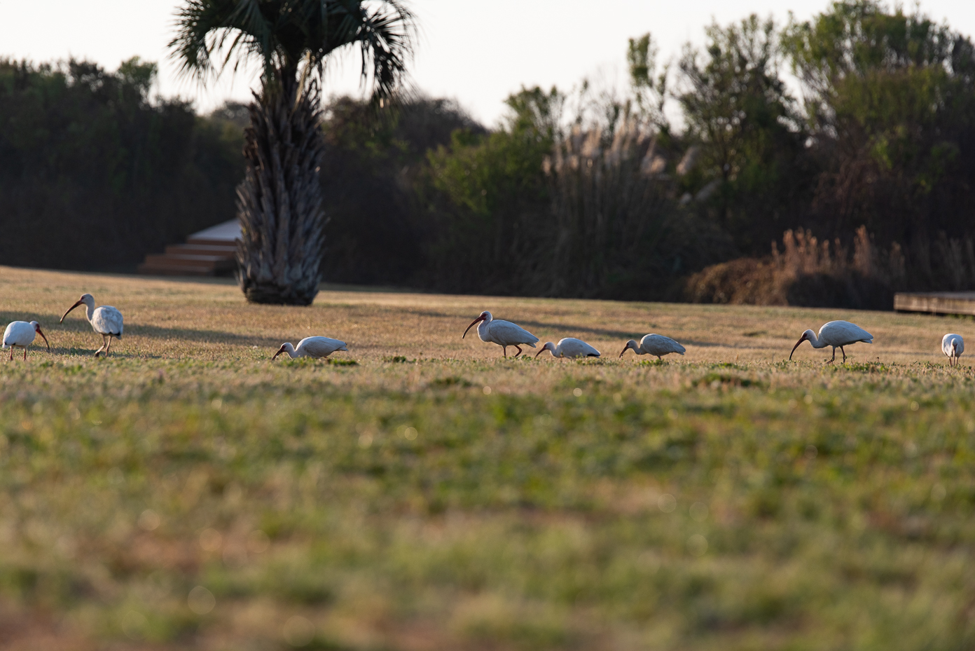 flock-of-white-ibises-foraging-in-open-grassy-field-at-sunset-near-palm-tree