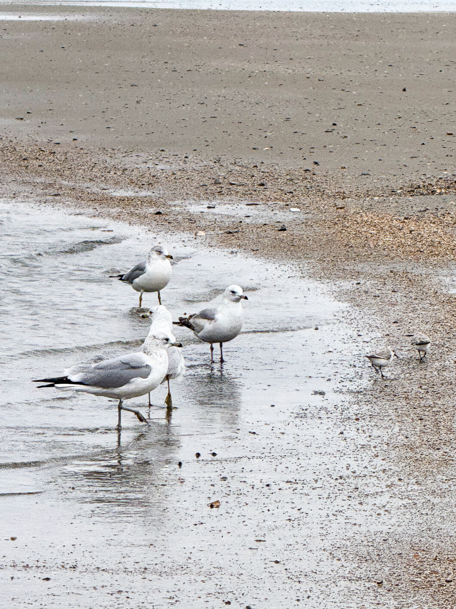 group-of-seagulls-and-sandpipers-on-wet-sandy-beach-at-low-tide
