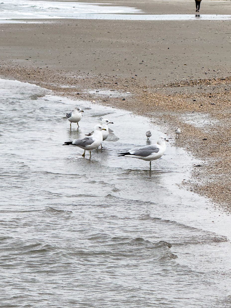 group-of-seagulls-and-shorebirds-standing-in-shallow-surf-on-sandy-beach