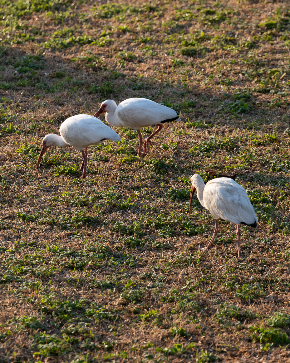 group-of-white-ibises-feeding-in-dry-grassy-field-during-golden-hour