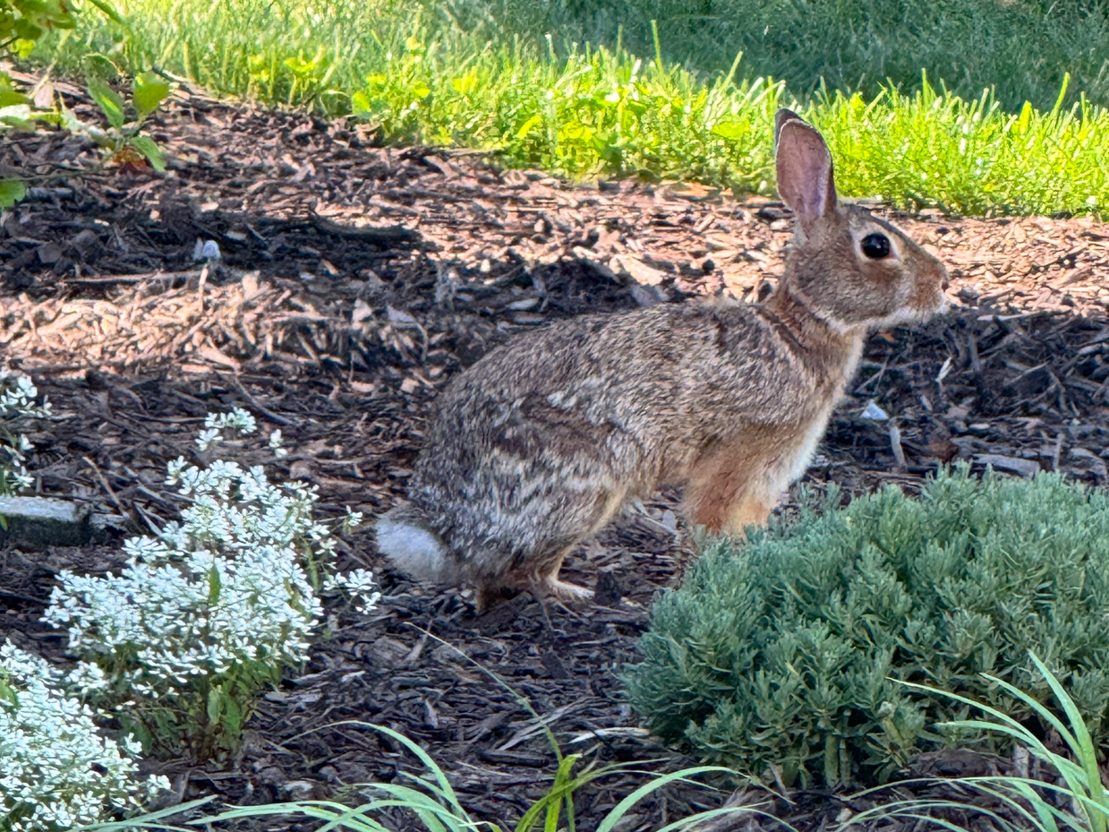 alert-brown-rabbit-in-garden-a-serene-wildlife-moment