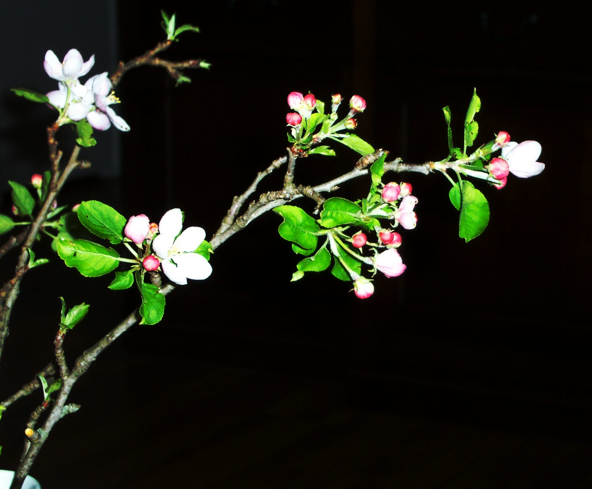 apple-blossom-branch-closeup-royalty-free-artist-reference-photo