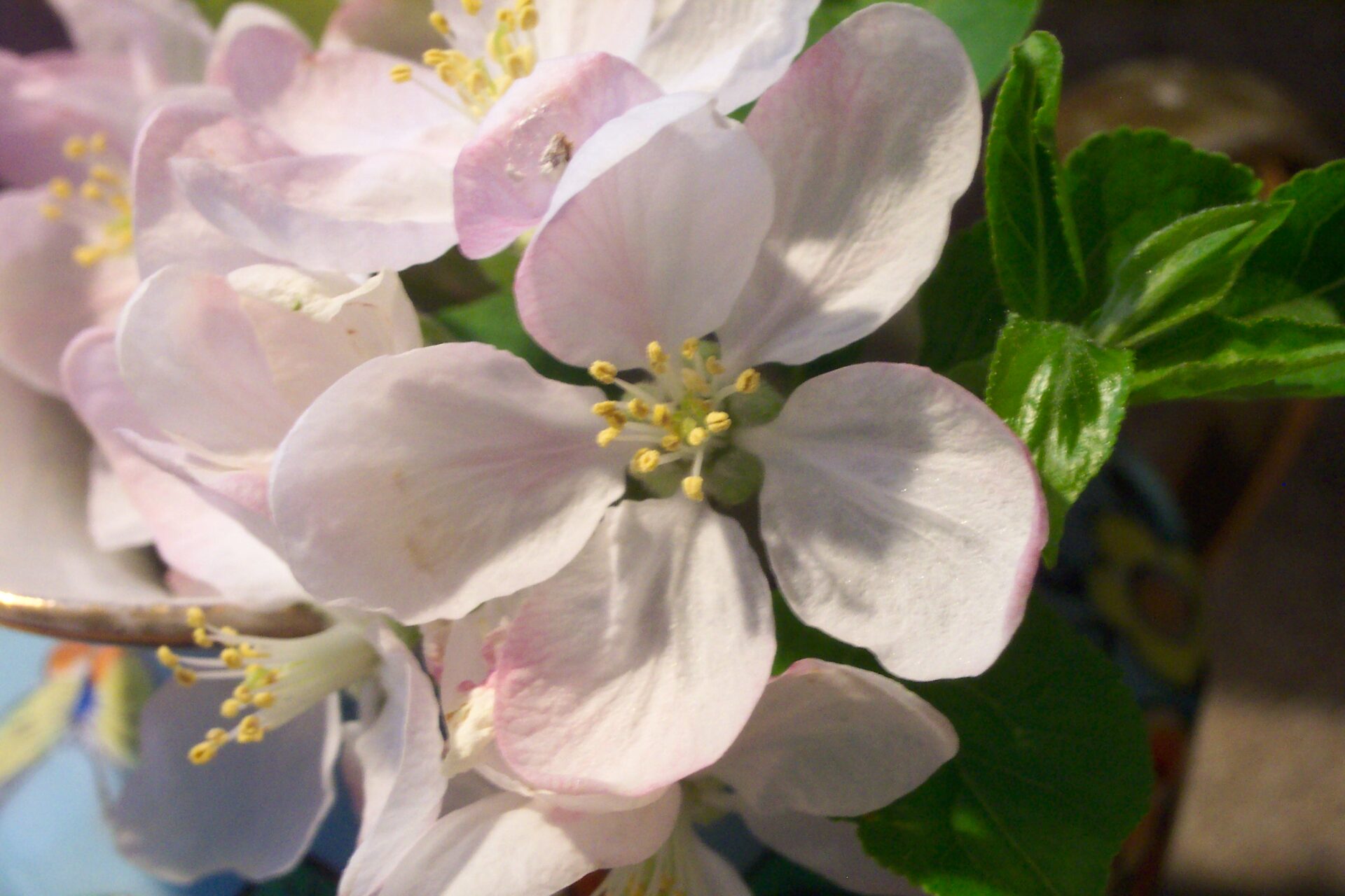 apple-blossom-macro-detail-white-petals-with-pink-blush-and-yellow-stamens-spring-flower-close-up