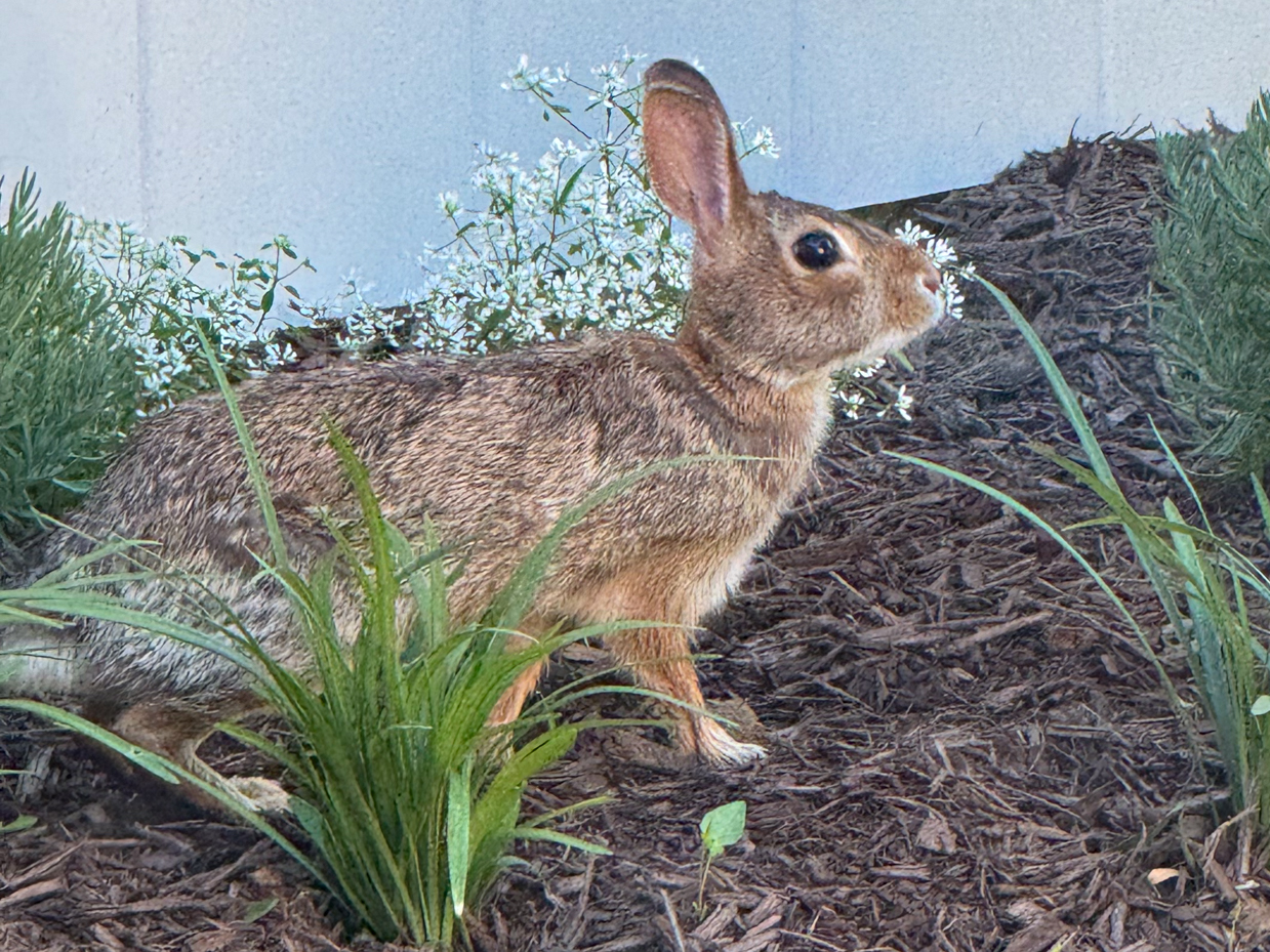 brown-rabbit-sniffing-flowers-in-garden-wildlife-photography-reference-for-artists