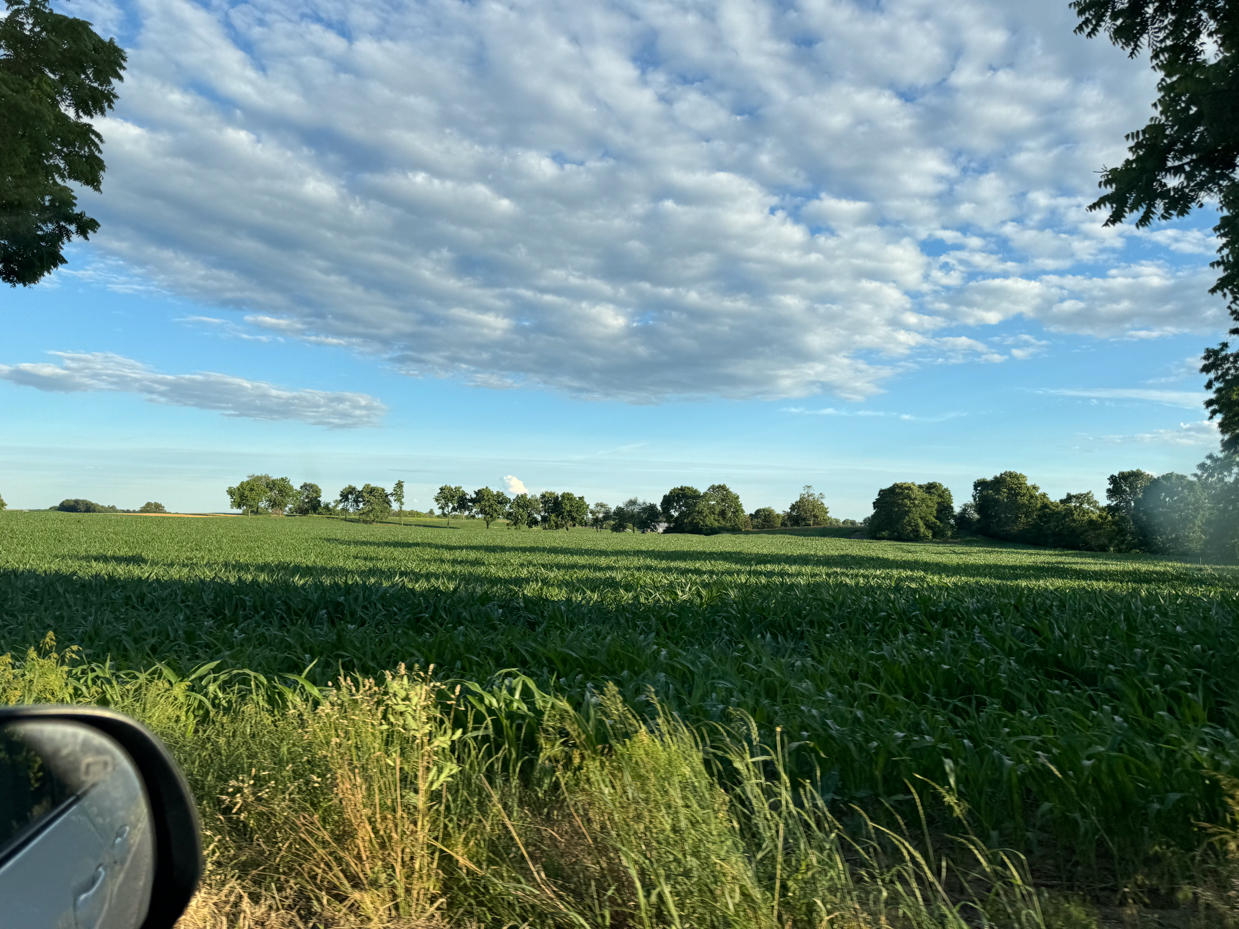 cornfield-under-a-cloudy-sky-with-lush-trees-serene-rural-landscape-photography