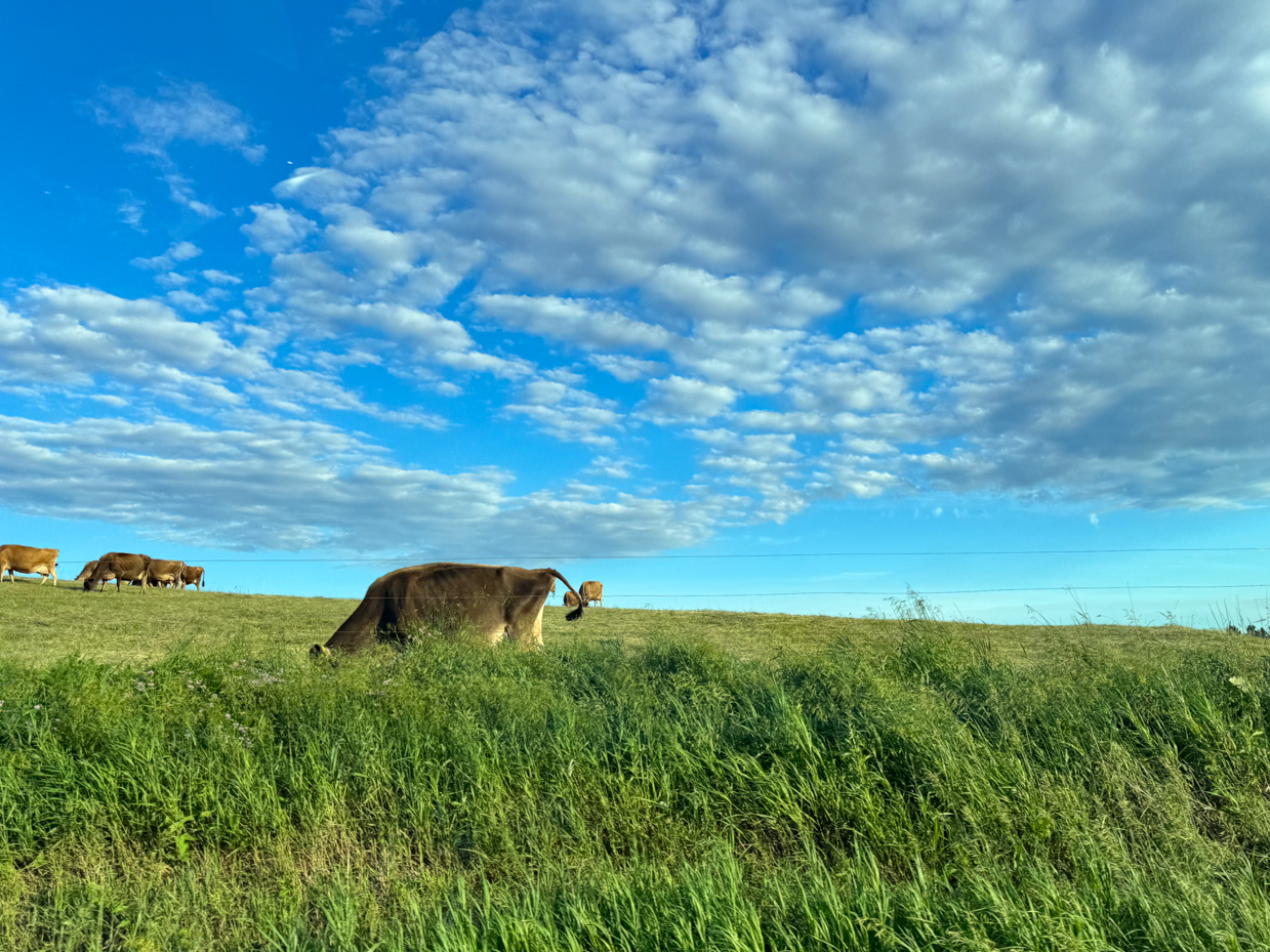 cows-grazing-under-a-vibrant-blue-sky-pastoral-landscape-photography