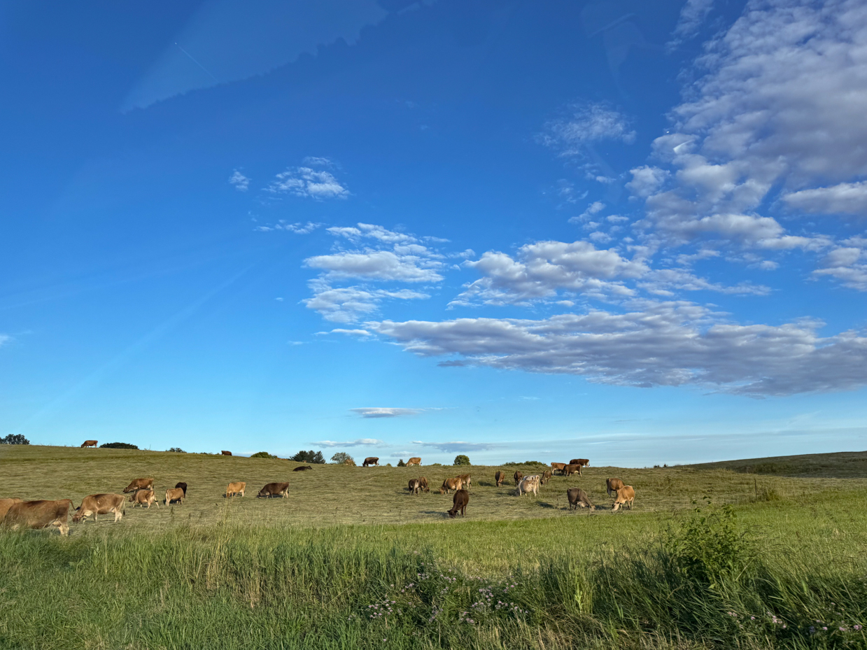 cows-grazing-in-green-pasture-under-a-bright-blue-sky-with-fluffy-clouds-rural-landscape-photography