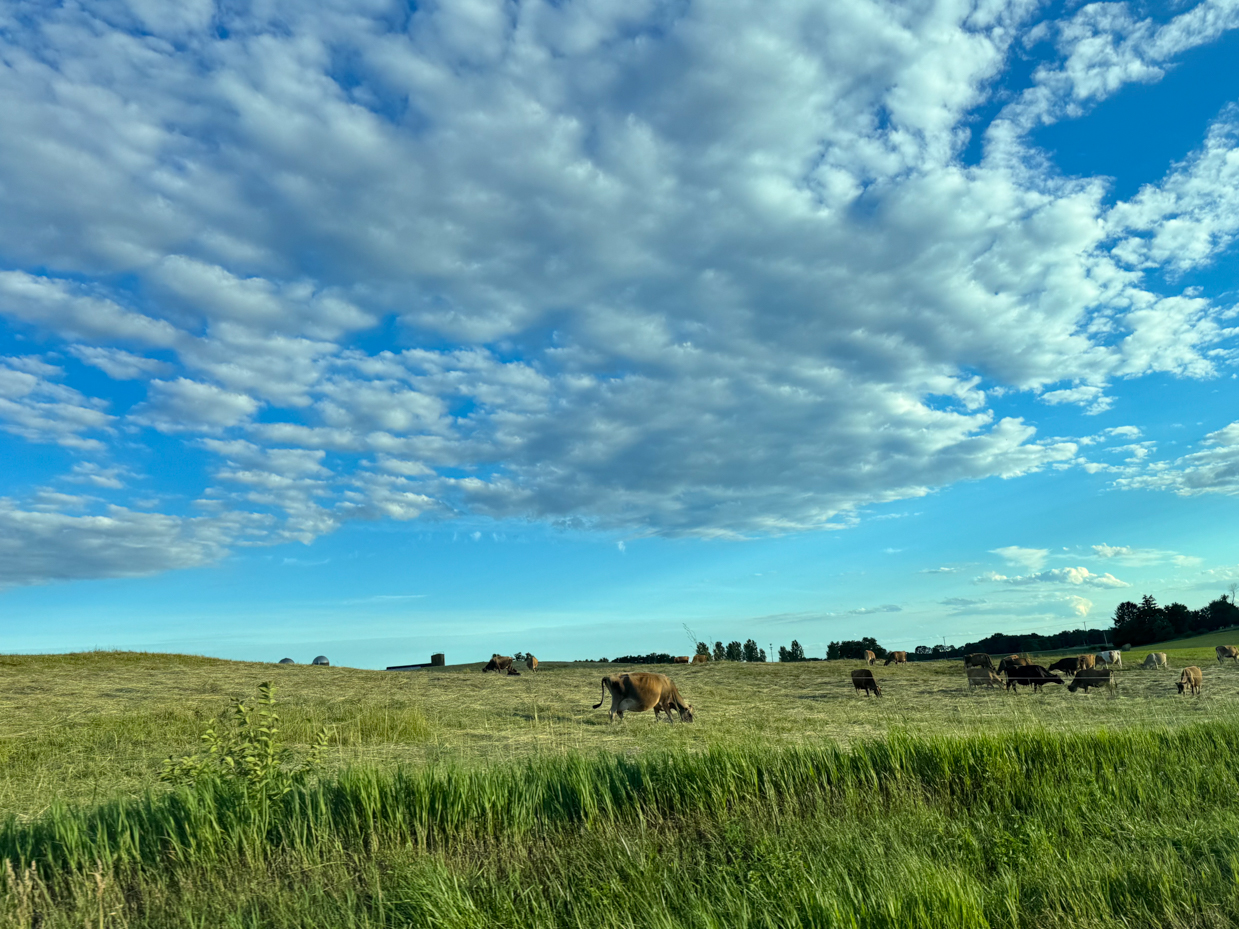cows-grazing-on-rolling-hills-under-a-cloudy-blue-sky-pastoral-landscape-photography