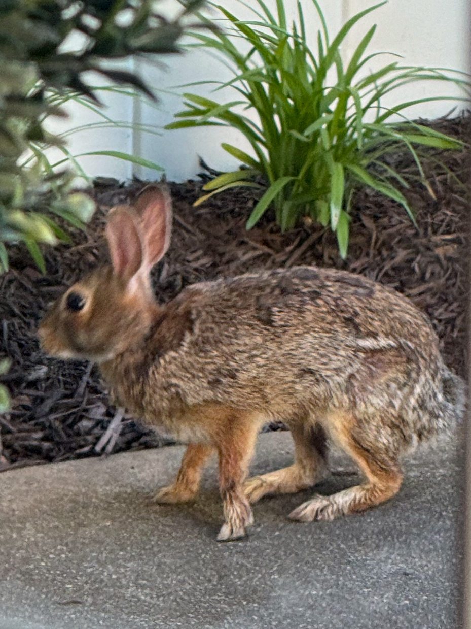 curious-brown-rabbit-in-garden-wildlife-photography-reference-for-artists