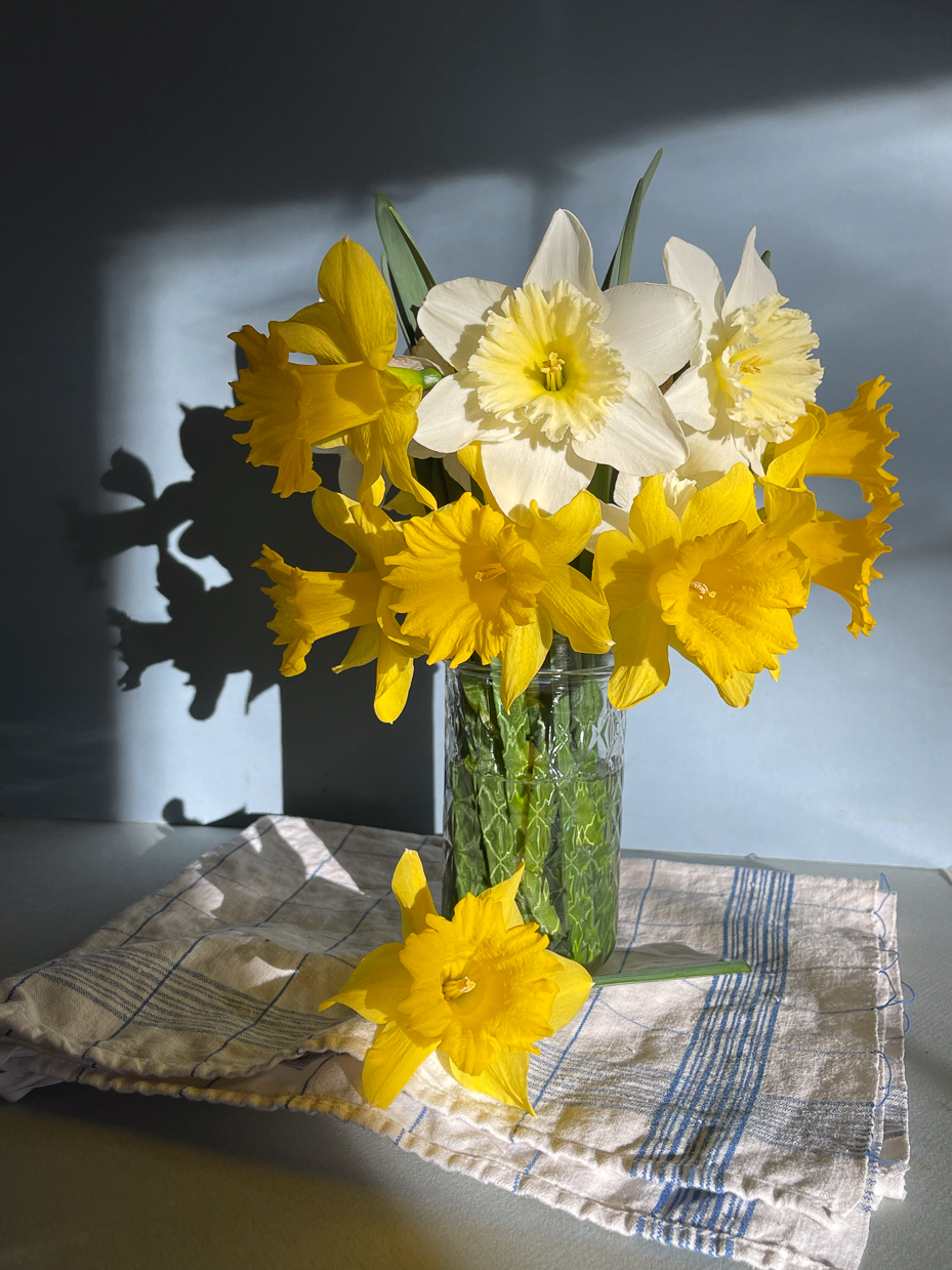 fresh-daffodils-and-narcissus-in-glass-jar-with-soft-shadows